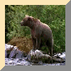 KRACHT-EN TOTEMDIEREN/POWER AND TOTEMANIMALS