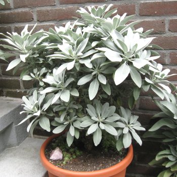 Witte salie planten (Salvia apiana) in Nederland, wil ik